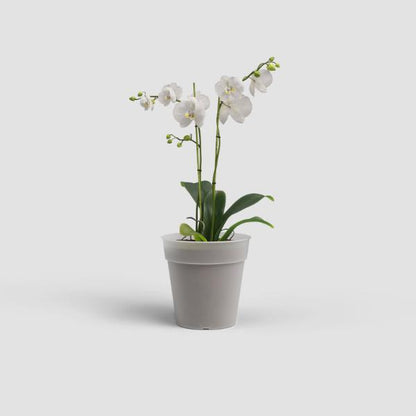 Artevasi Madagascar   Orchid Pot 15Cm Clear