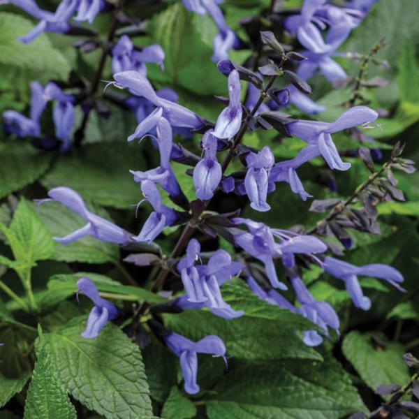 Salvia Rockin Sky Blue