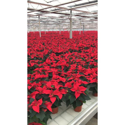 Irish Grown Large Poinsettia