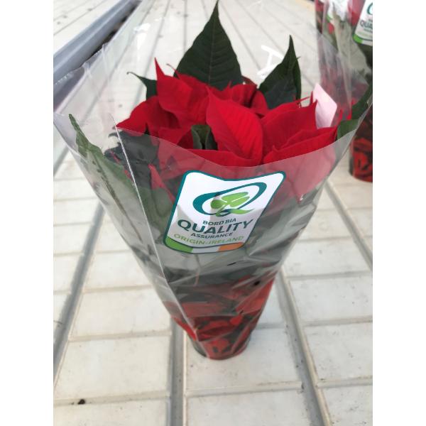 Irish Grown Large Poinsettia