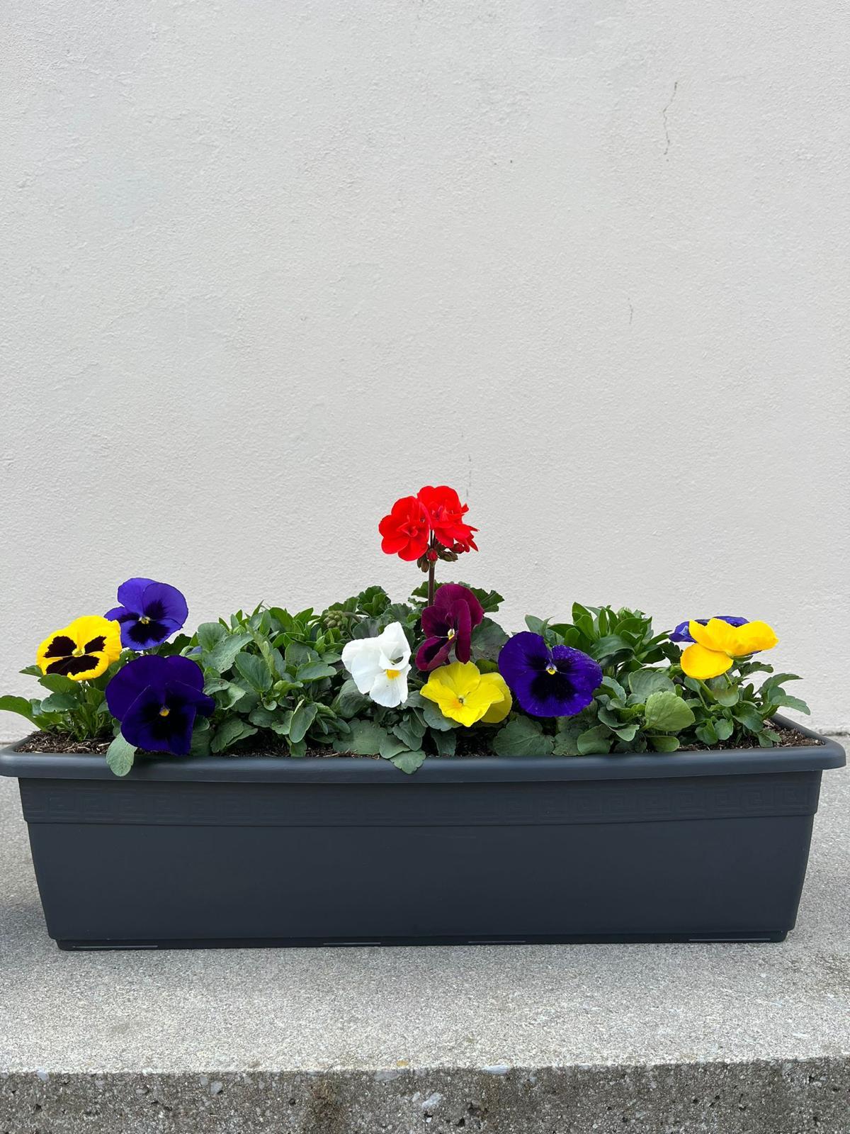 Summer Colour Window Box Planter Special