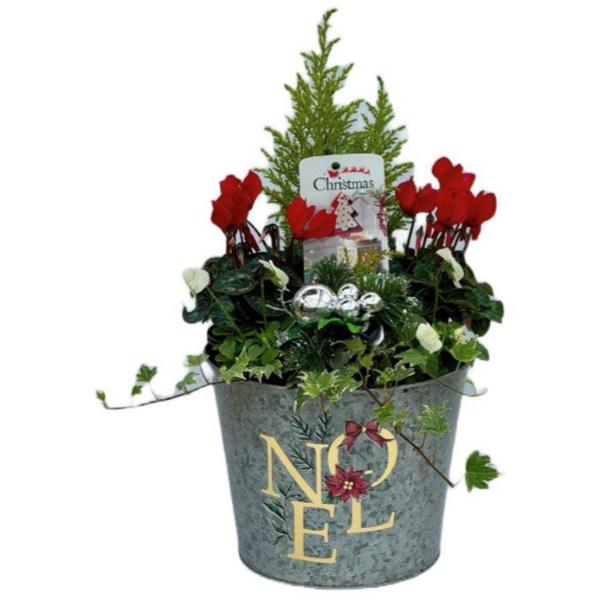 Christmas Noel Planter