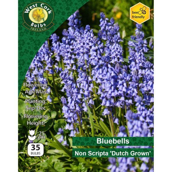 Bluebells Non Scripta Dutch Grown 35 Bulbs