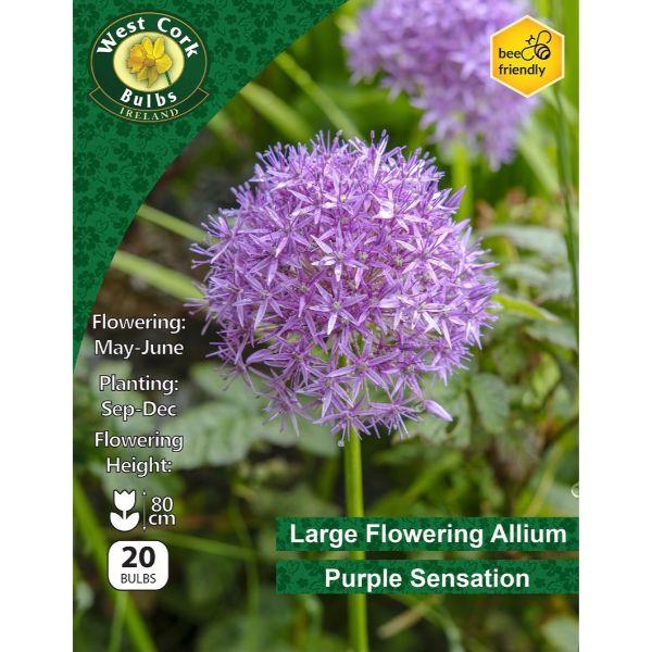 West Cork Allium Purple Sensation 20 Bulbs