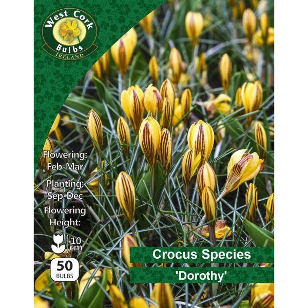 West Cork Crocus Species &