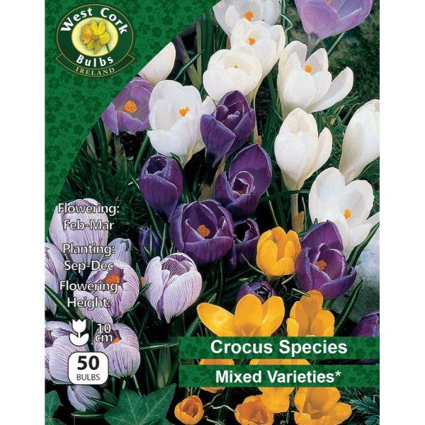 West Cork Crocus Species &