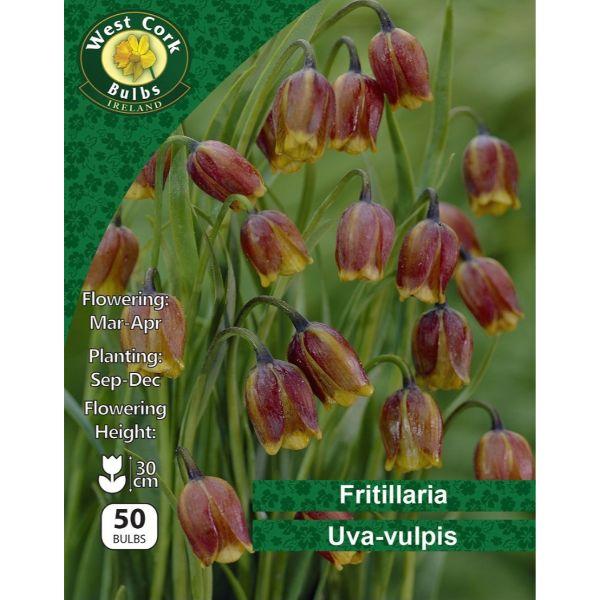 West Cork Fritillaria Uva Vulpis 50 Bulbs