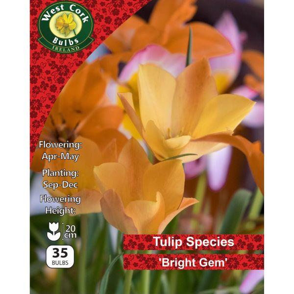 West Cork Wild Tulip Bright Gem 35 Bulbs