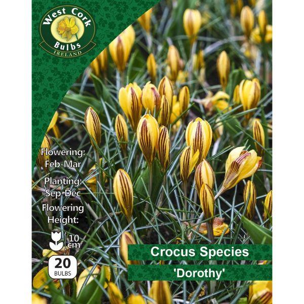 West Cork Crocus Species &