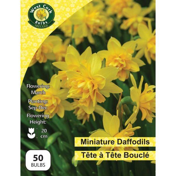 West Cork Daffodil Dwarf Tete A Tete BouclÃ© 50 Bulbs