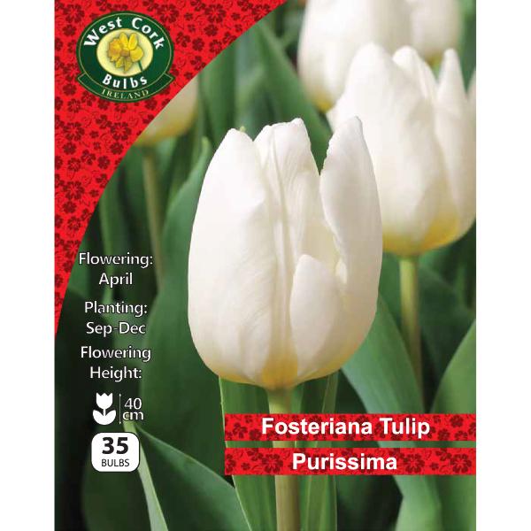 West Cork Bulbs Tulip Purissima 35 Bulbs