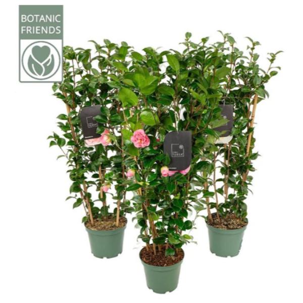 Camellia mix 80-90cm with 25 Buds / C5 - trellis