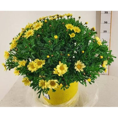 Argyanthemum Marguerite with Yellow Flowers in 3ltr Pot