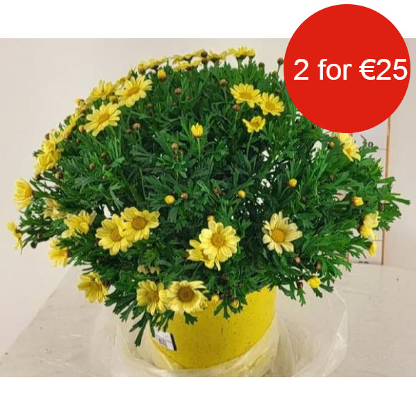 Argyanthemum Marguerite with Yellow Flowers in 3ltr Pot