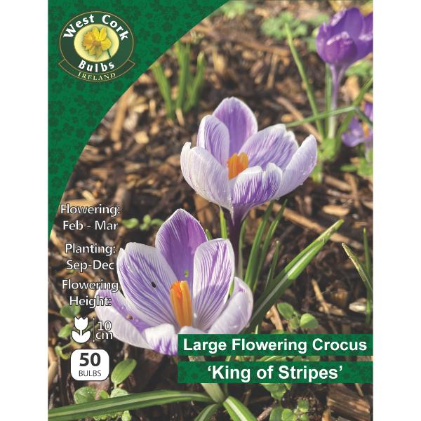 West Cork Bulbs Crocus Large Flow. &