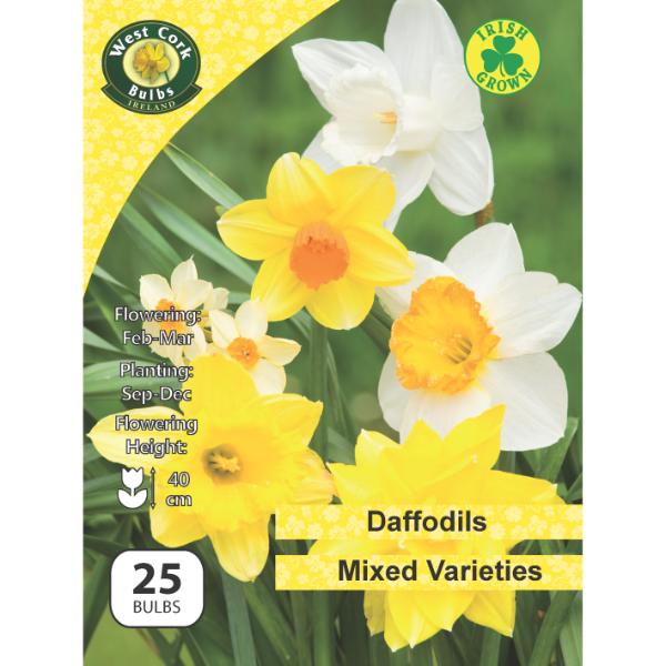 West Cork Bulbs Daffodil Mixed Varieties 25 Bulbs