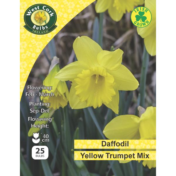 West Cork Bulbs Daffodil Yellow Trumpet  25 Bulbs