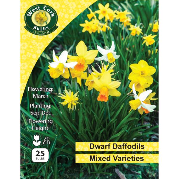 West Cork Bulbs Mixed Dwarf Daffodils 25 Bulbs