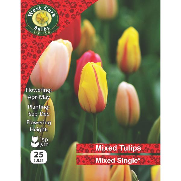 West Cork Bulbs Mixed Single Tulips  25 Bulbs