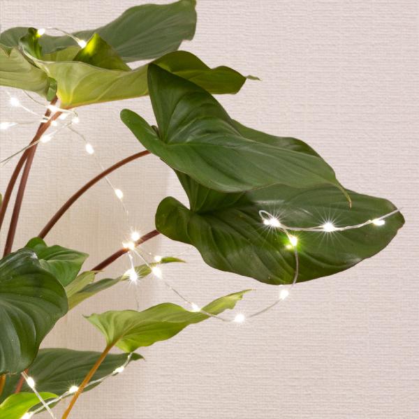 Micro LED plant lights Battery operated -  outdoor