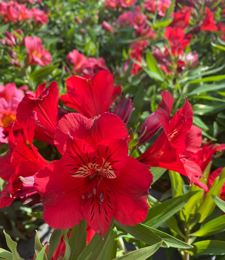 Alstroemeria Colorita